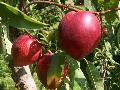 Nectarine / Prunus persica var. nucipersica